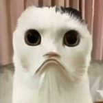 猫猫的头像-酷游ACG